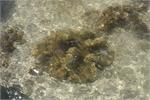 o_sea anemone
